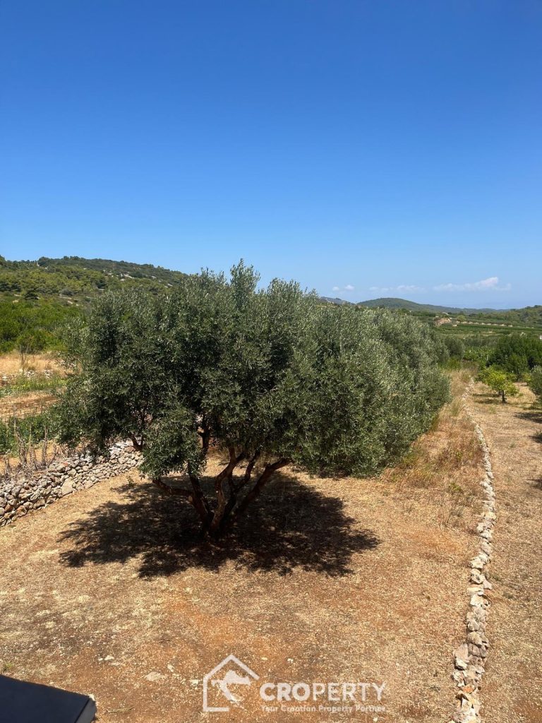 uredena samostojeca kamena kuca maslinikom komiza slika 258818568